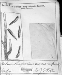 Bipolaris oryzae image